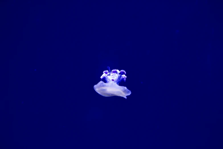 a small white flower floating through a blue sky