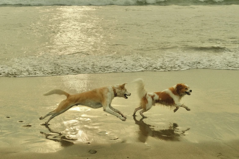 the two dogs are running along the beach together