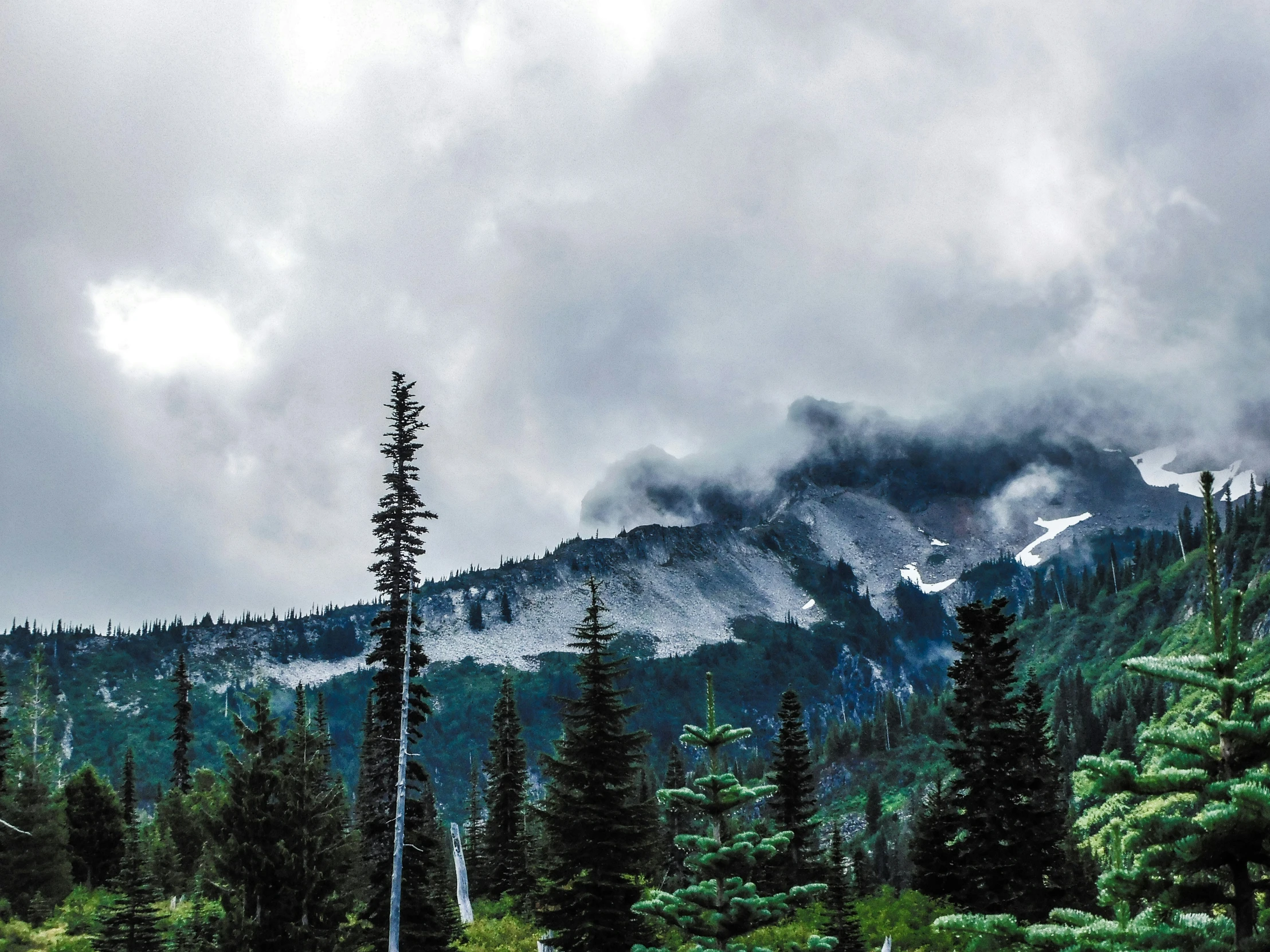 some trees snow and clouds and a hill