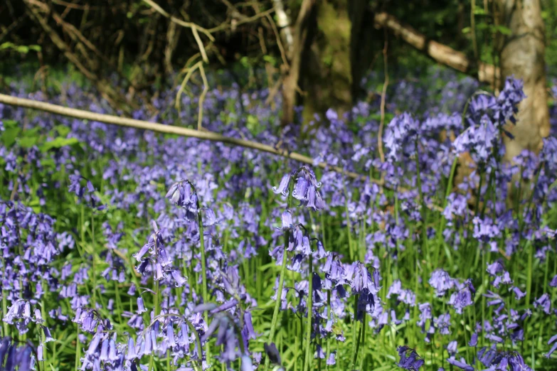 a bunch of pretty blue flowers in the woods