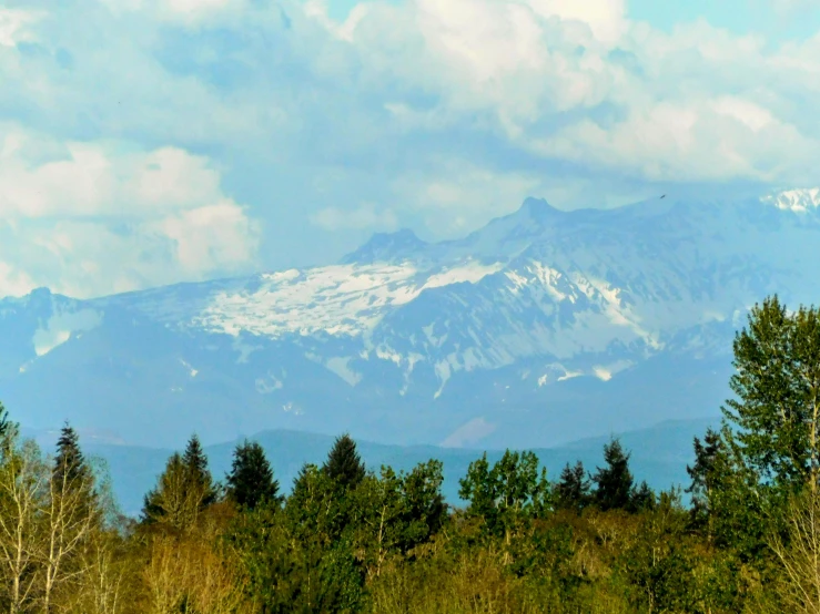 snow - capped mountain behind some evergreen trees in the foreground