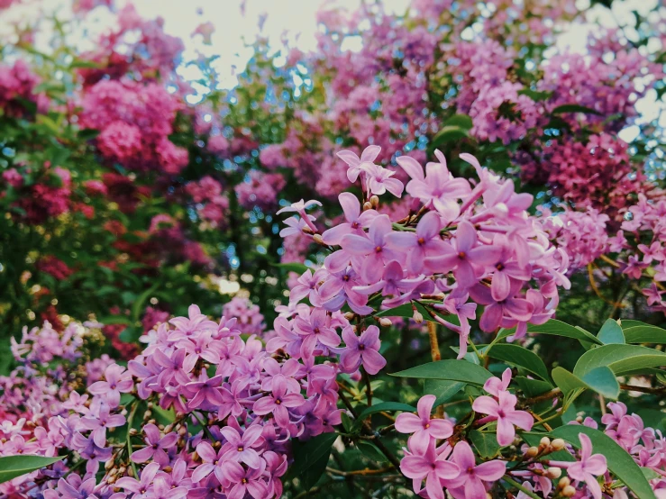 purple lilacs blooming in front of green leaves