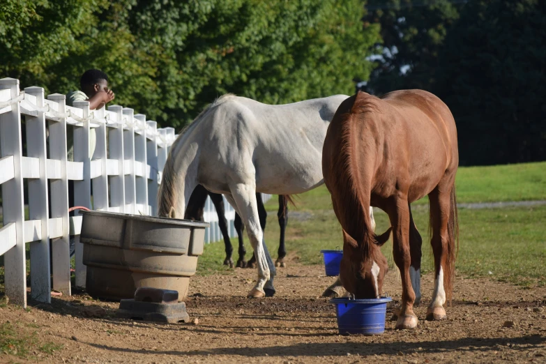 a white and brown horse stand next to each other while eating from a bucket