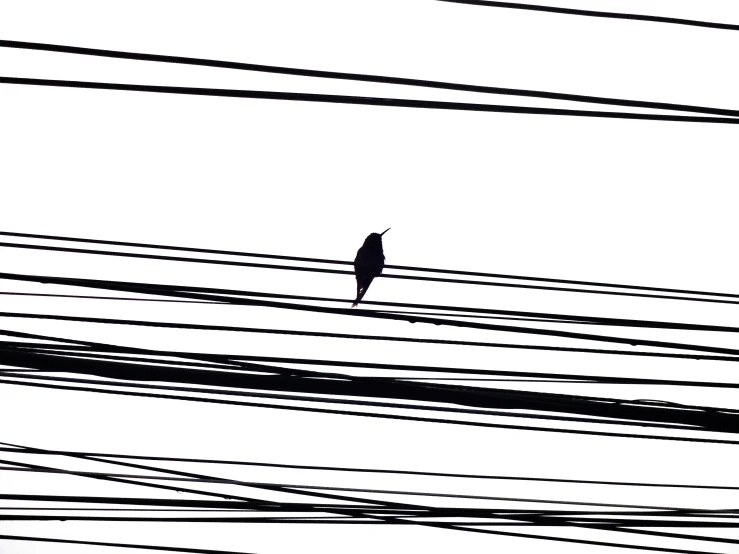 a small bird sitting on some power lines