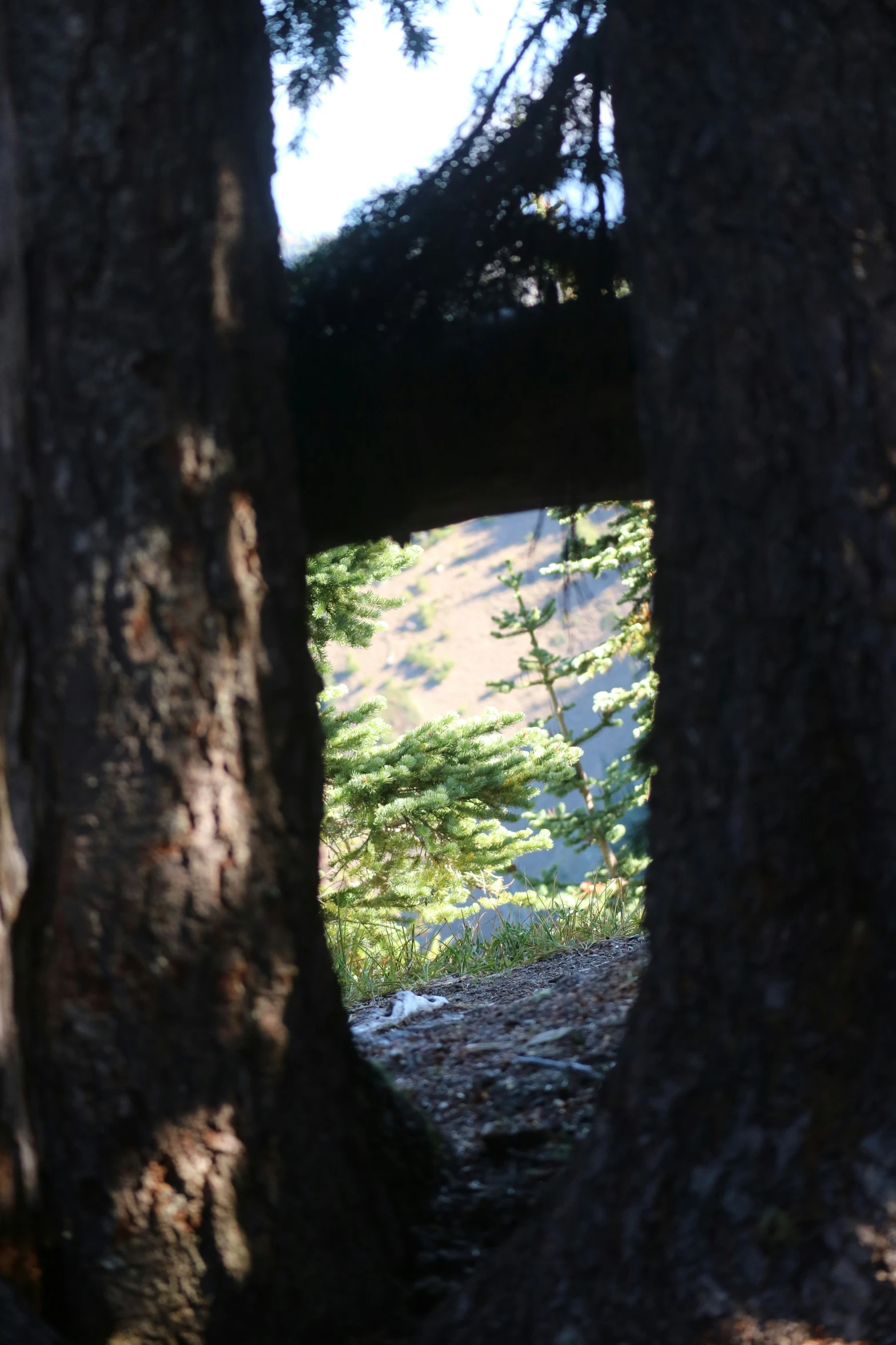 a bear walking through a wooded area under trees