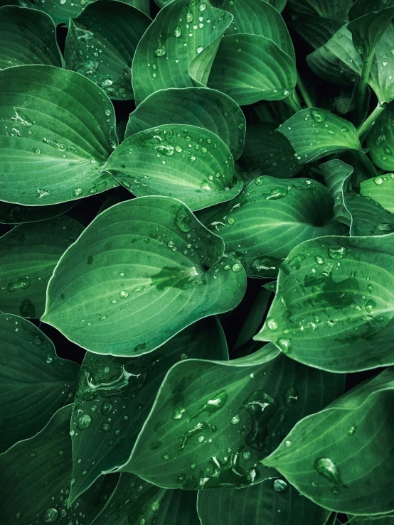 close up of the leaves and drops of water