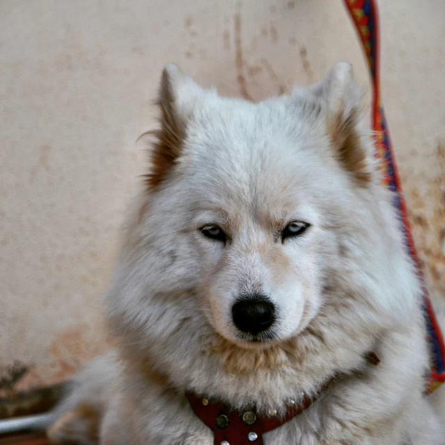 an adult white dog with blue eyes and red collar