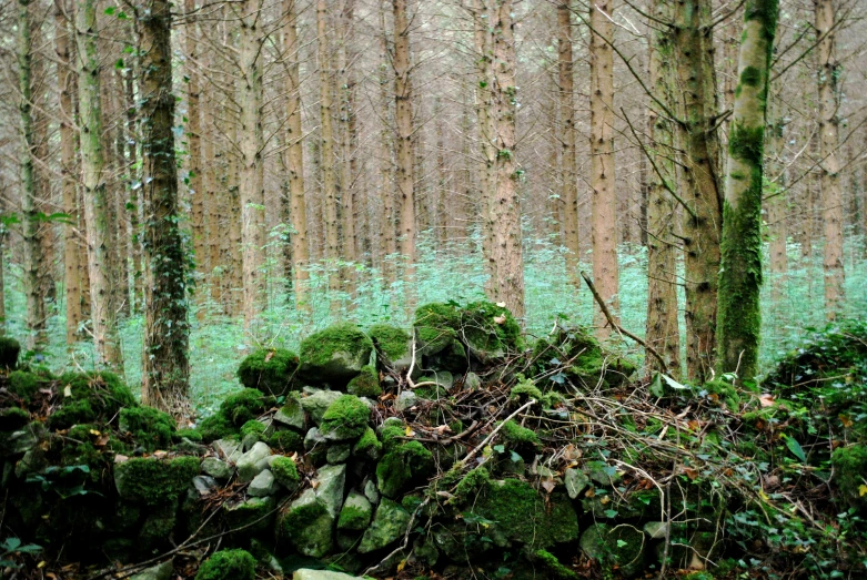 a forest with lots of green plants growing next to it