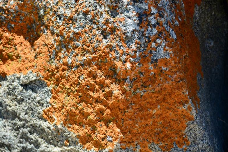 a po that has been taken of an old stone slab with some orange and blue moss growing