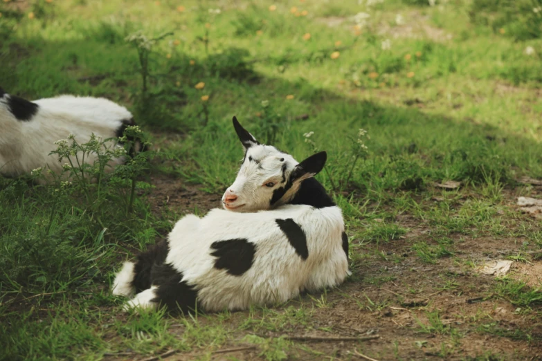 two small cows laying on the ground in a field