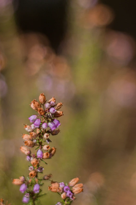 small flower with purple petals, seen through the thin thin, blurry foliage