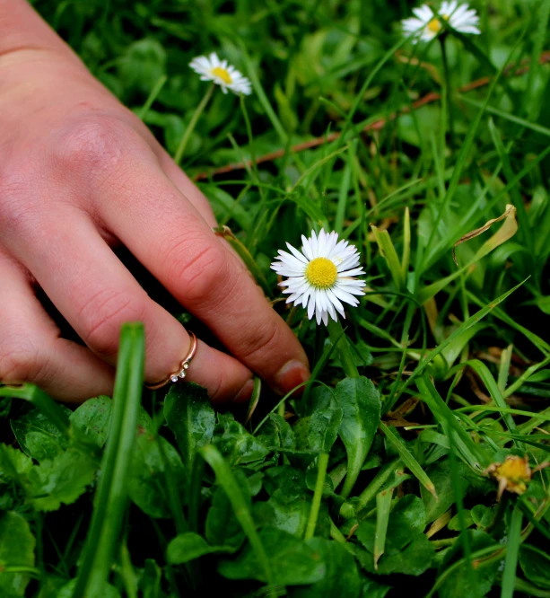 hand reaching towards daisy flower in grass with hand