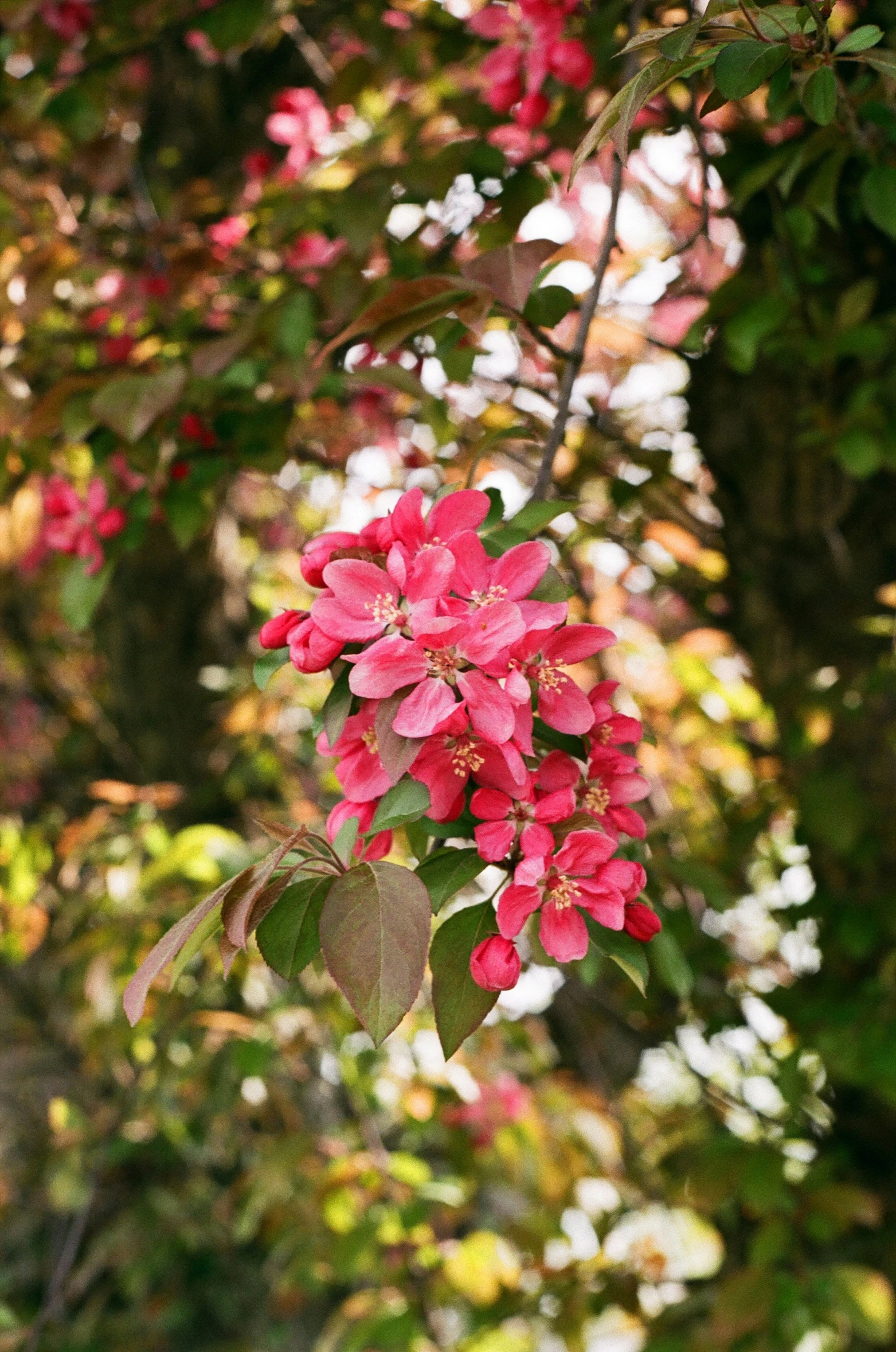 a bunch of pink flowers growing out of the middle of a tree