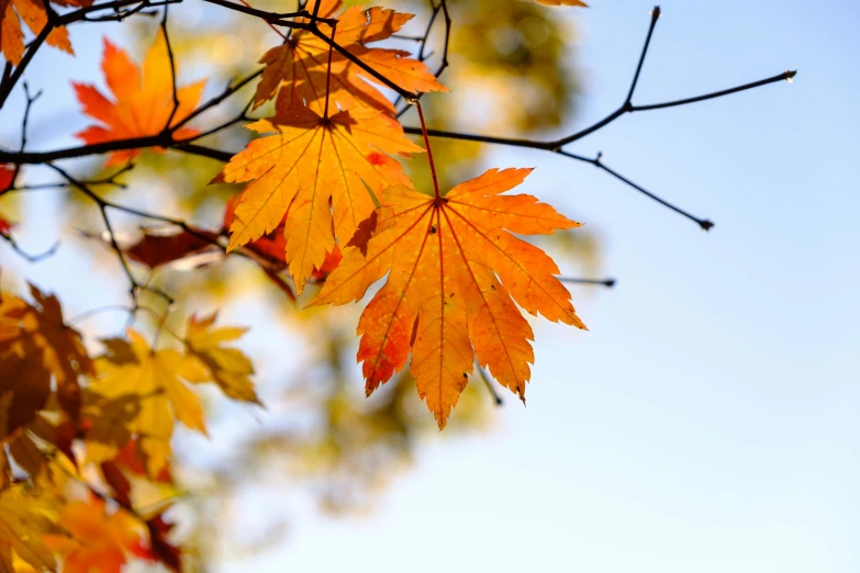 some leaves that are out by some water