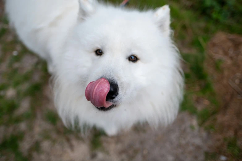 a white dog with a red tongue sticking out