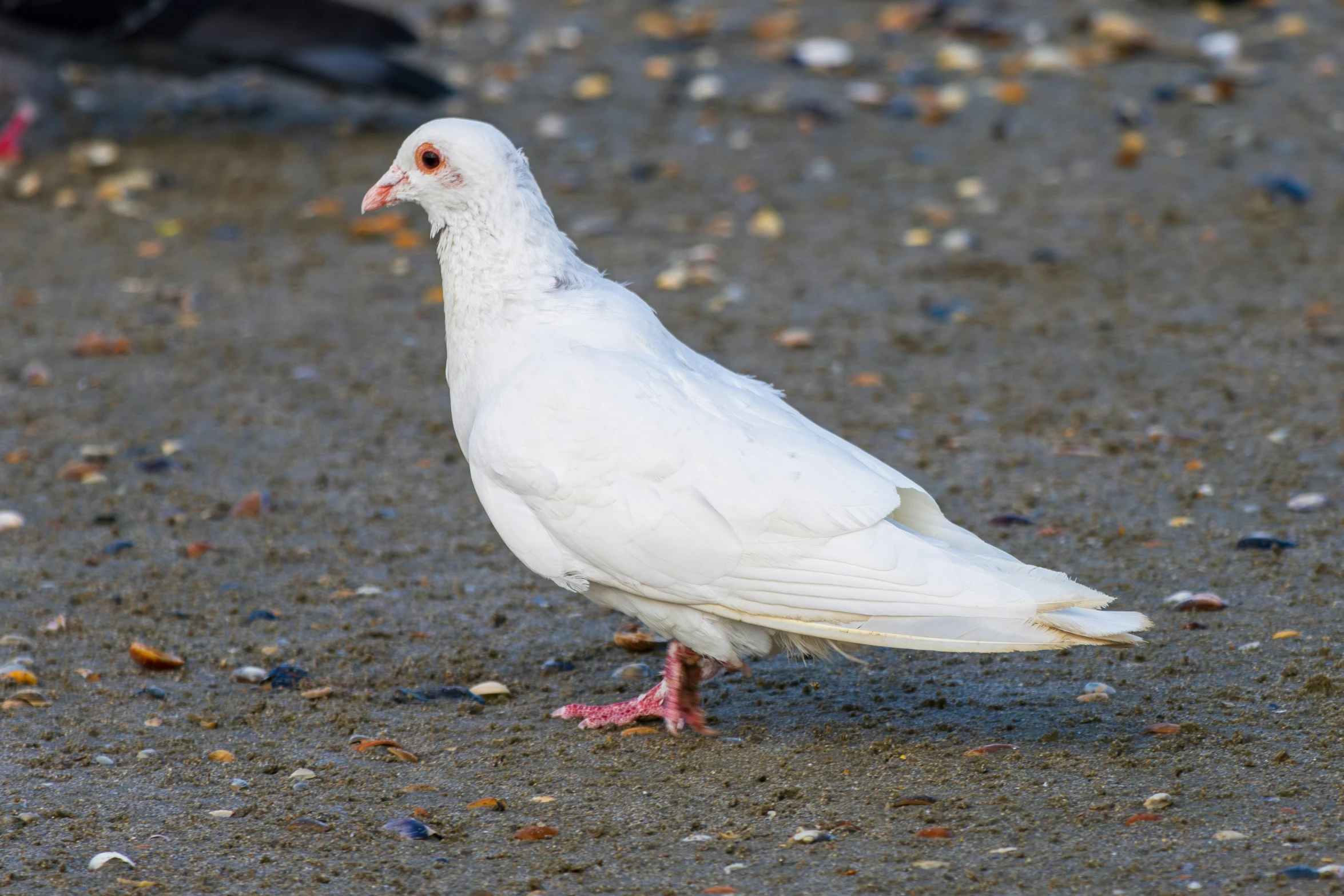 a white pigeon with pink feet and white beaks