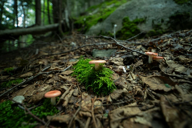 a small mushroom patch with tiny orange mushrooms near the ground