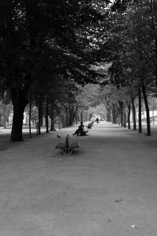 black and white po of benches near trees