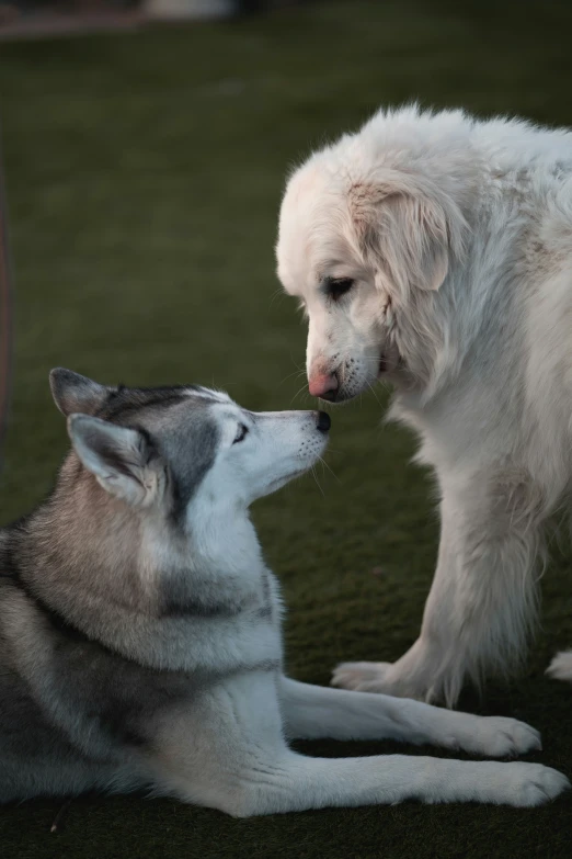 there is a husky dog on the ground and another dog near