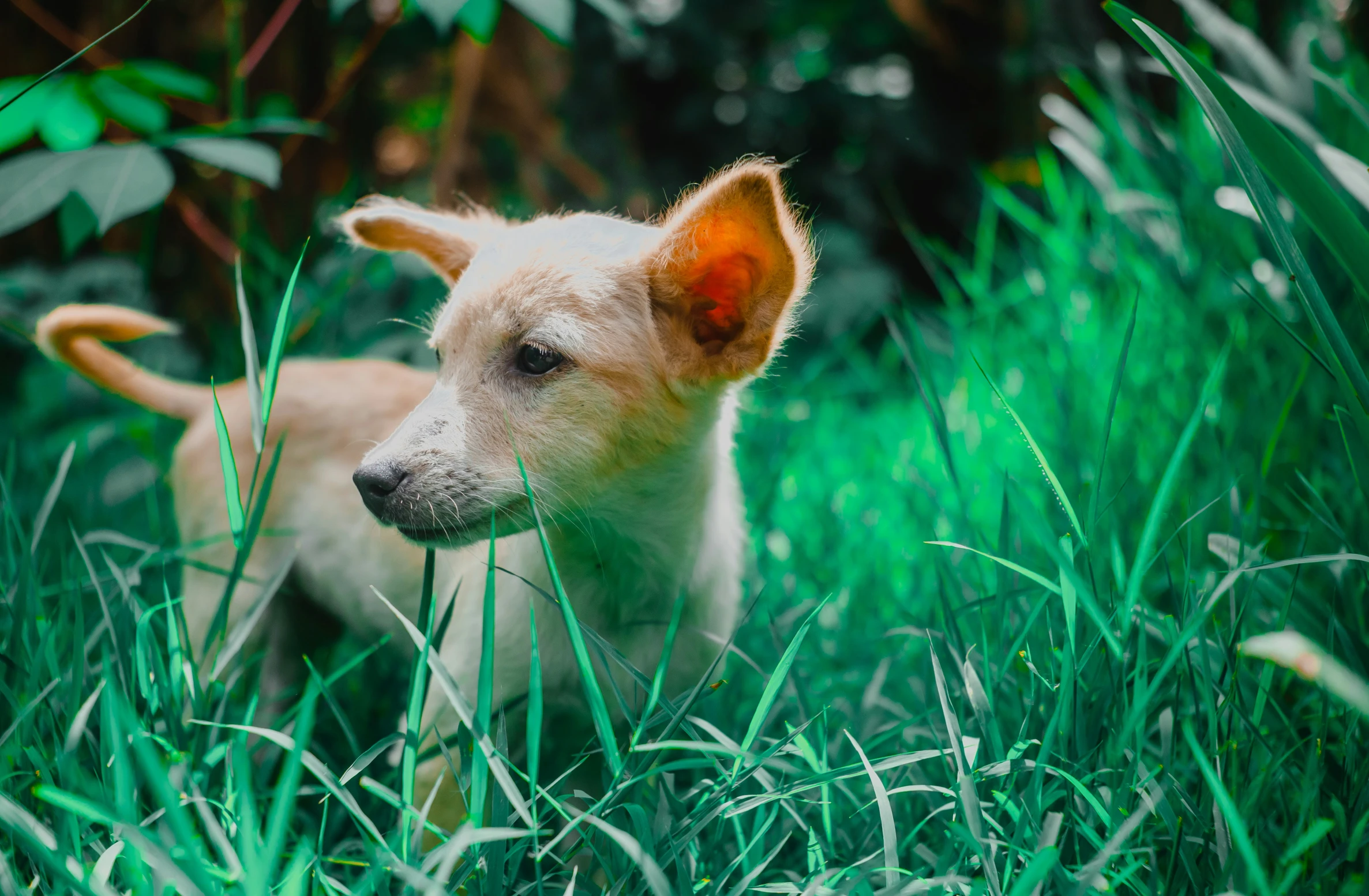 a dog in the grass staring at soing