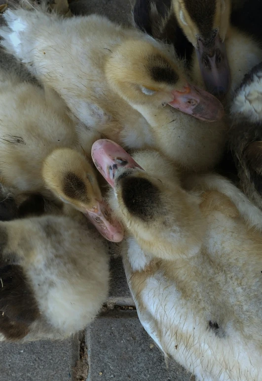 a bunch of young ducks in a pile on the ground