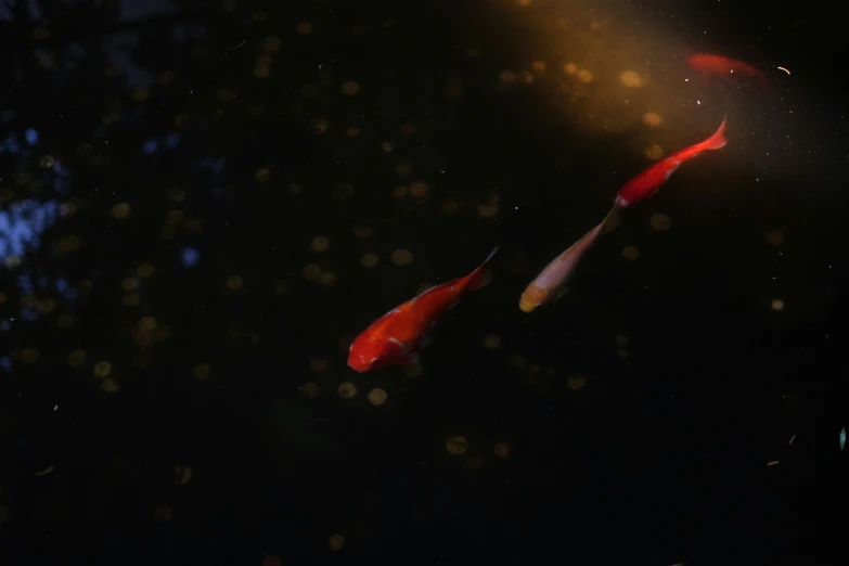 two fish that are floating in some water