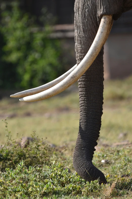 the long tusks of an elephant are standing in front of the camera