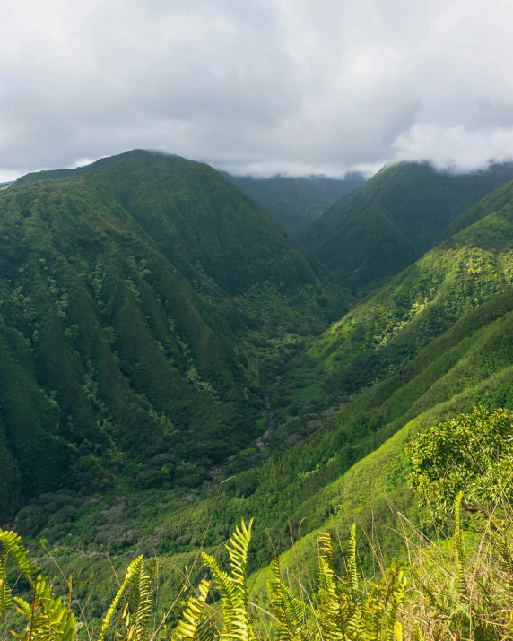 a green mountain is shown with tall trees on the sides