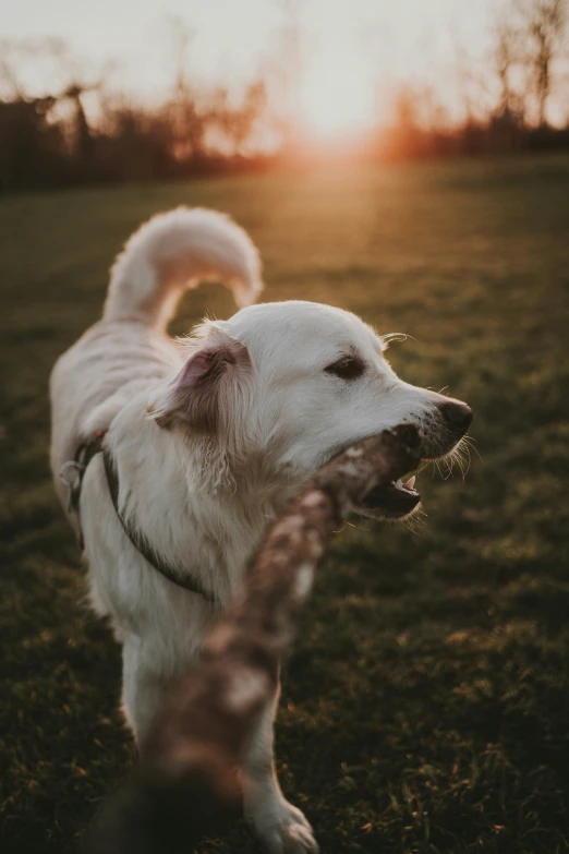 a white dog walking through a green field