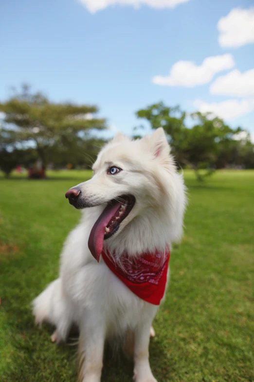 a small dog wearing a red bandana on its neck