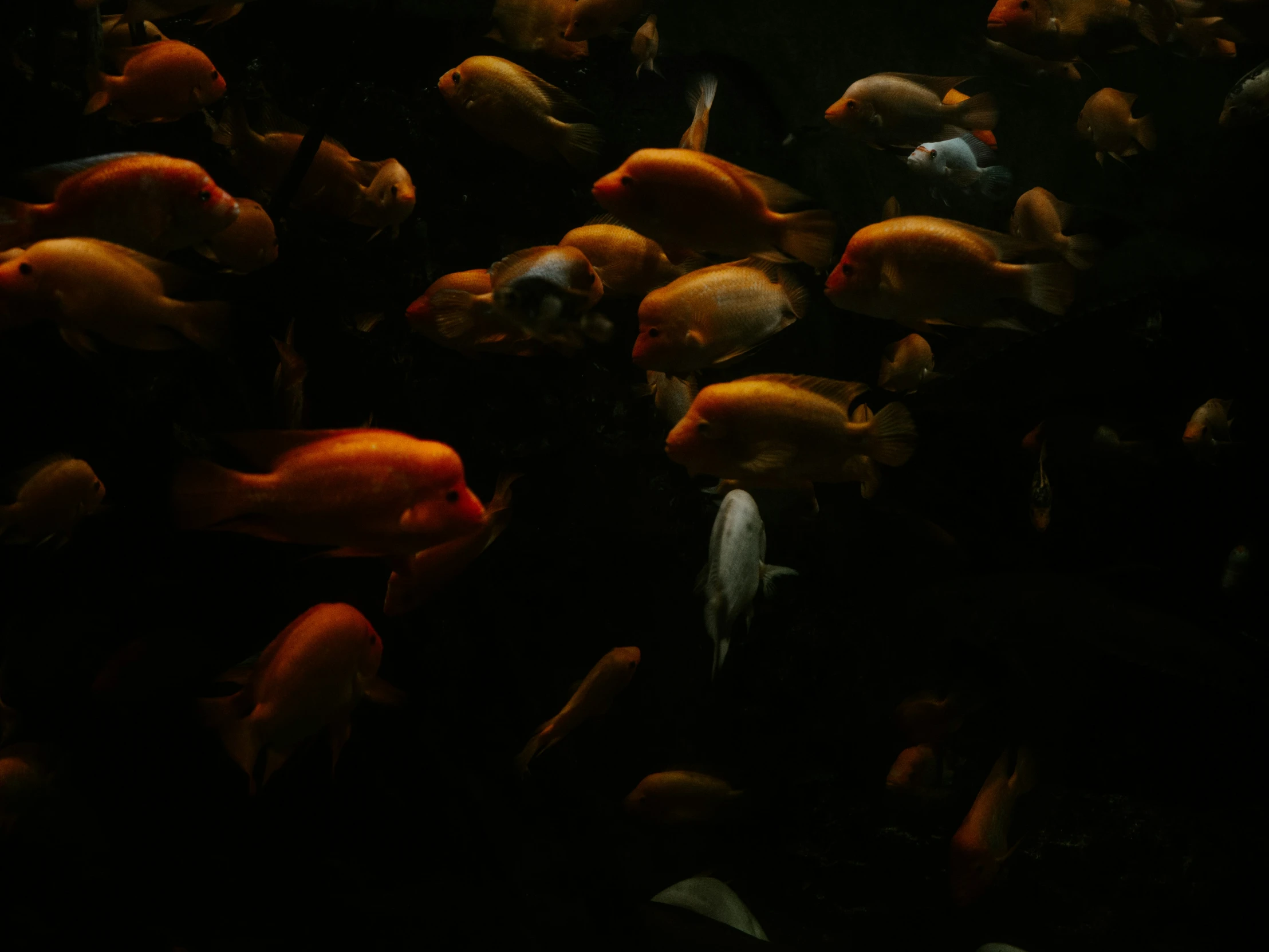 a large crowd of gold fish swim in the dark water