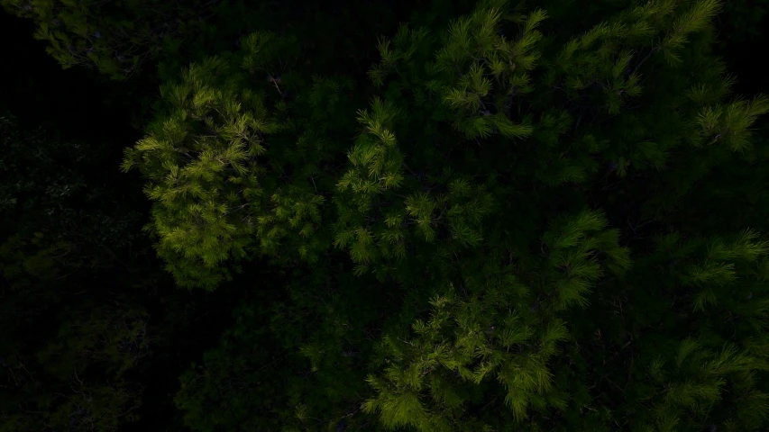 an overhead view of a dense green tree
