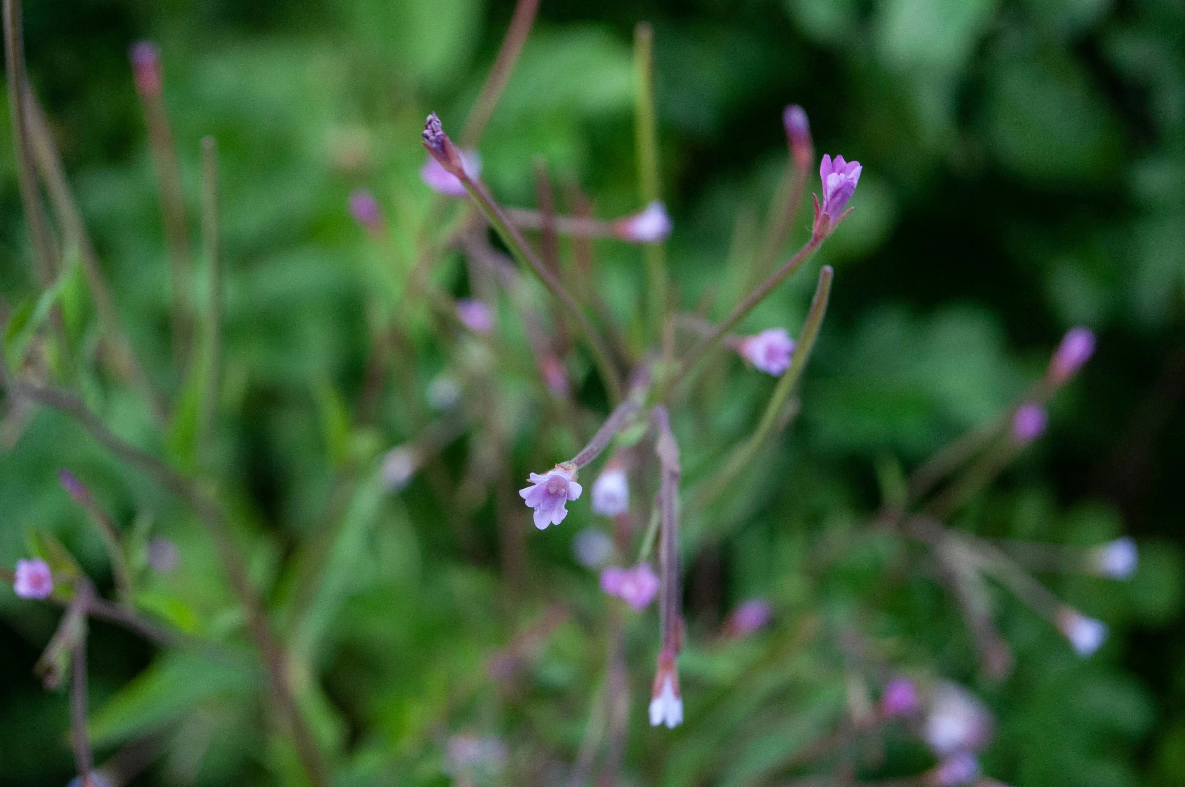 small pink flowers on the stems of a plant