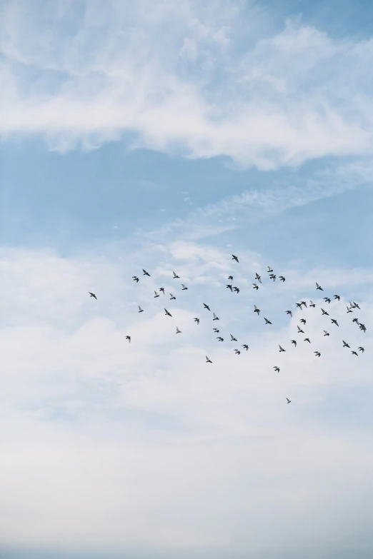 a flock of birds fly through the blue sky