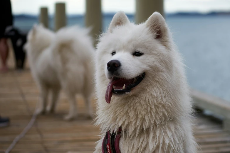 two white dogs standing on a pier and panting