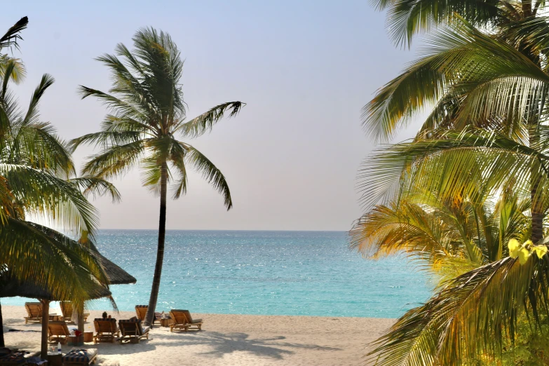 a couple of palm trees on a beach