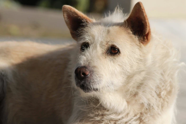 a very big furry white dog looks off to the side