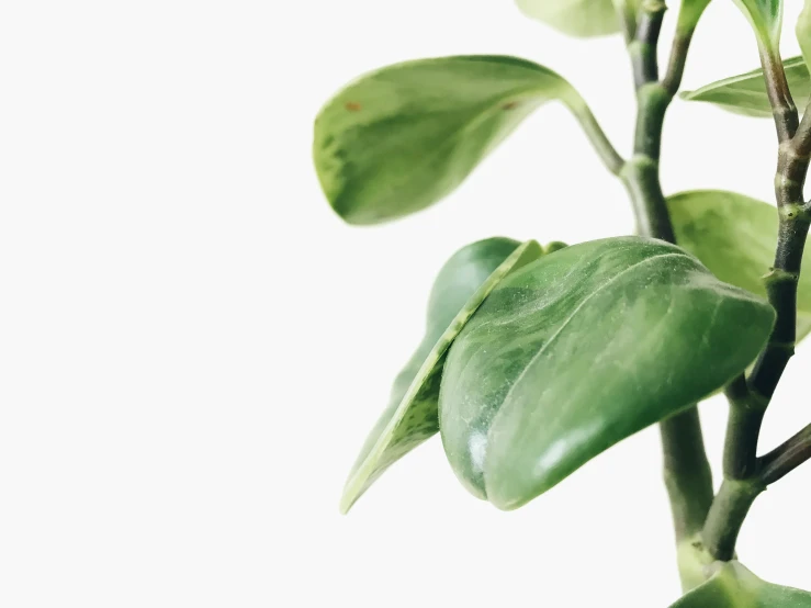 a plant with green leaves on it against a white background