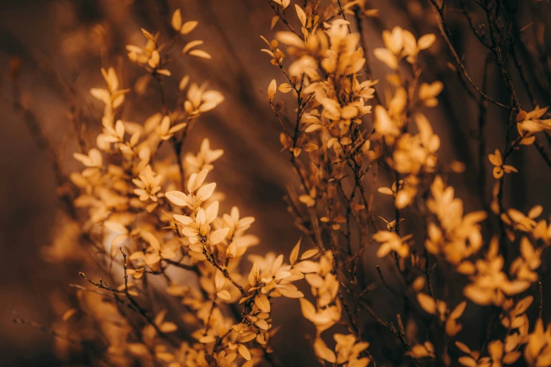 a plant with brown leaves on it