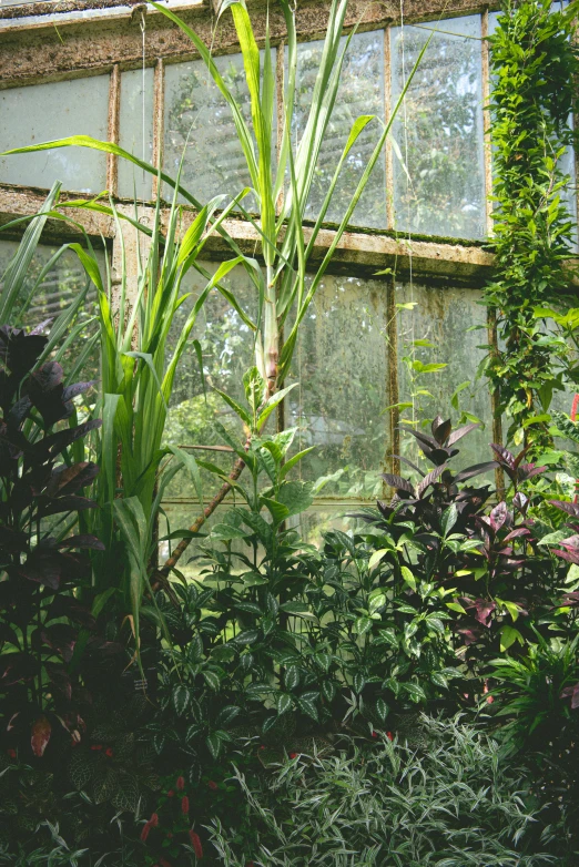 plants near one another by a large window