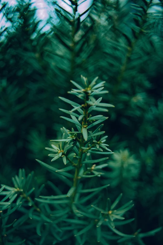 a close up view of pine tree needles