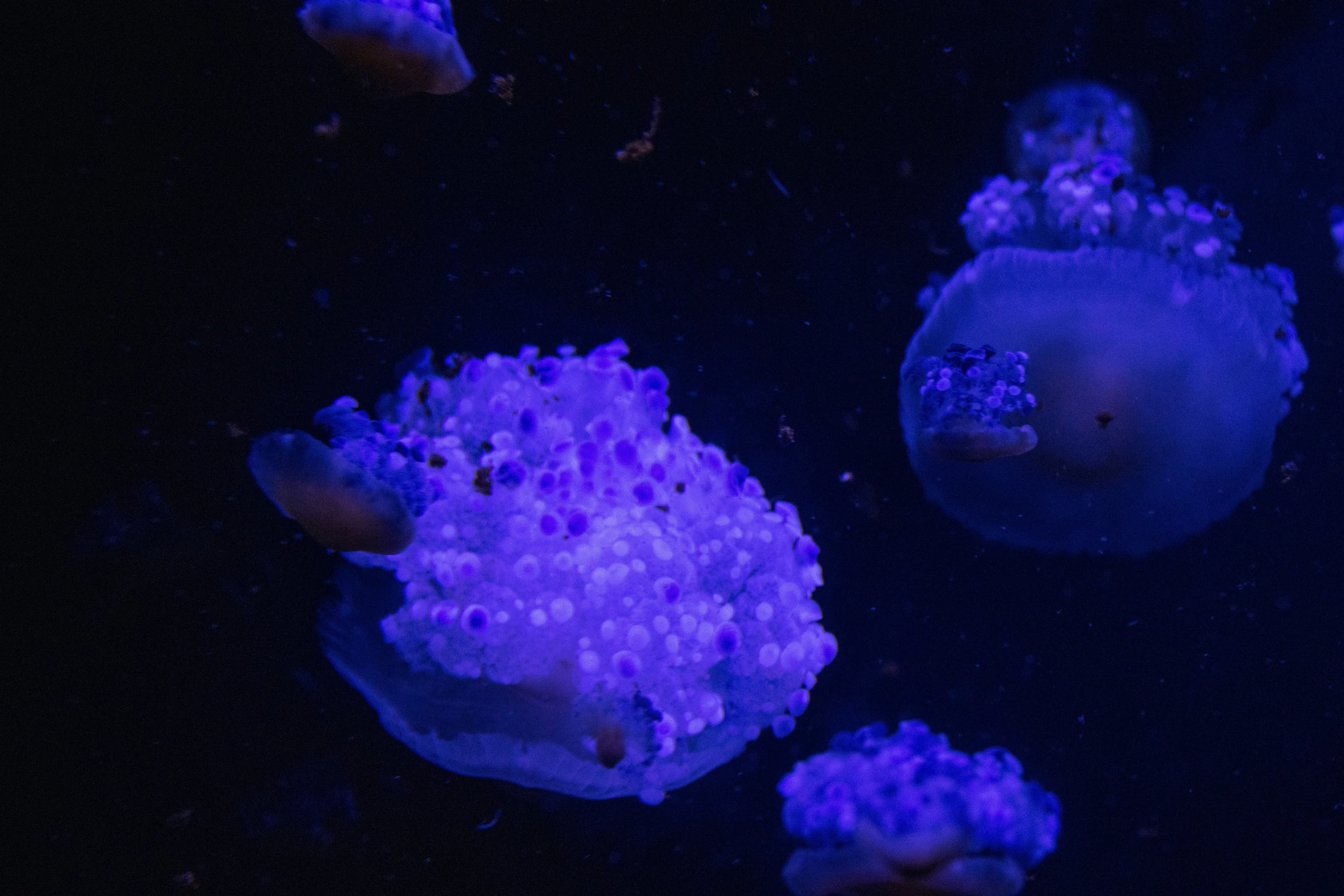 jellyfish with blue light coming from the top