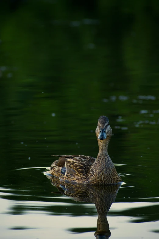 two ducks are swimming in the water