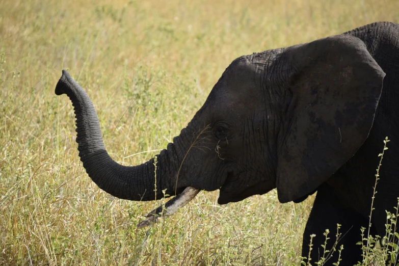 the young elephant is walking through tall grass