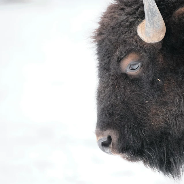 the bison is standing in the snow, staring to his left