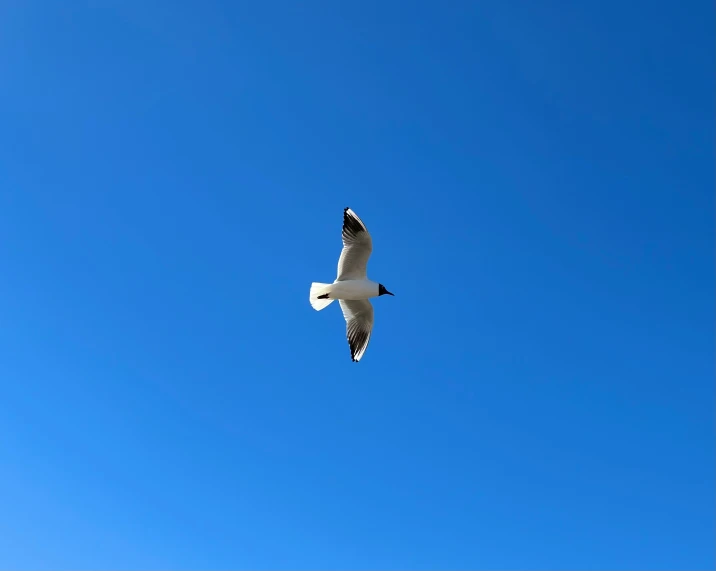 a white and black bird flying on the blue sky