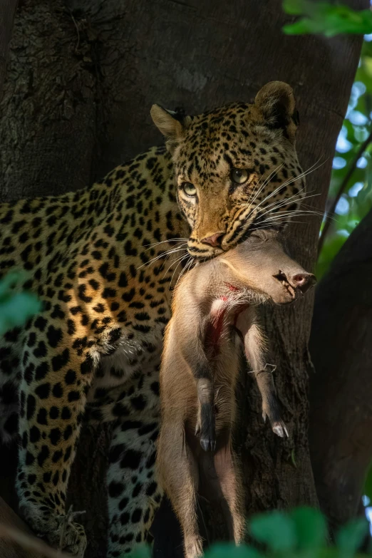 a leopard holding a dead animal in a tree