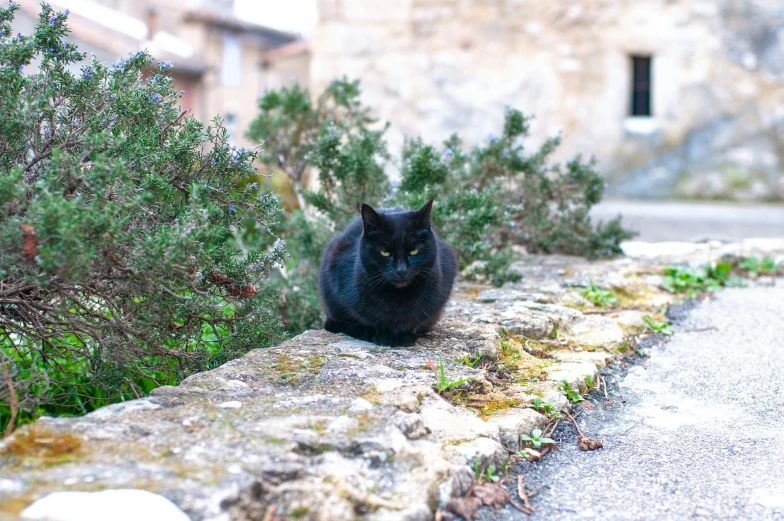 black cat laying on top of a stone wall