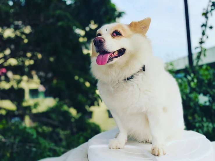 a cute dog standing on top of a white object