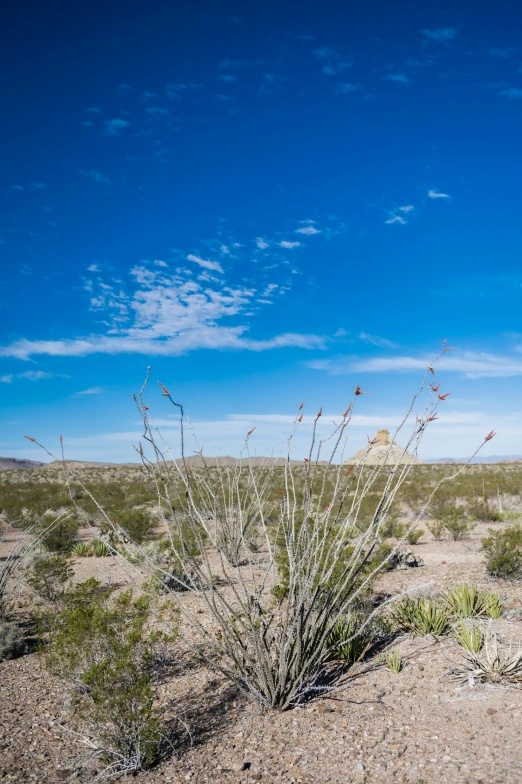 wild plants grow in the desert under a blue sky